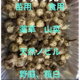 苗用、食用、薬草　山菜　天然ノビル　野蒜、薤白1セット20本+〆(プランター)