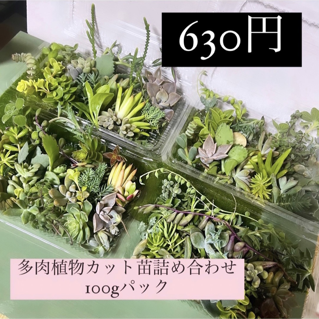 〜多肉植物カット苗〜詰め合わせ100gパック (フードパック発送!) ハンドメイドのフラワー/ガーデン(プランター)の商品写真