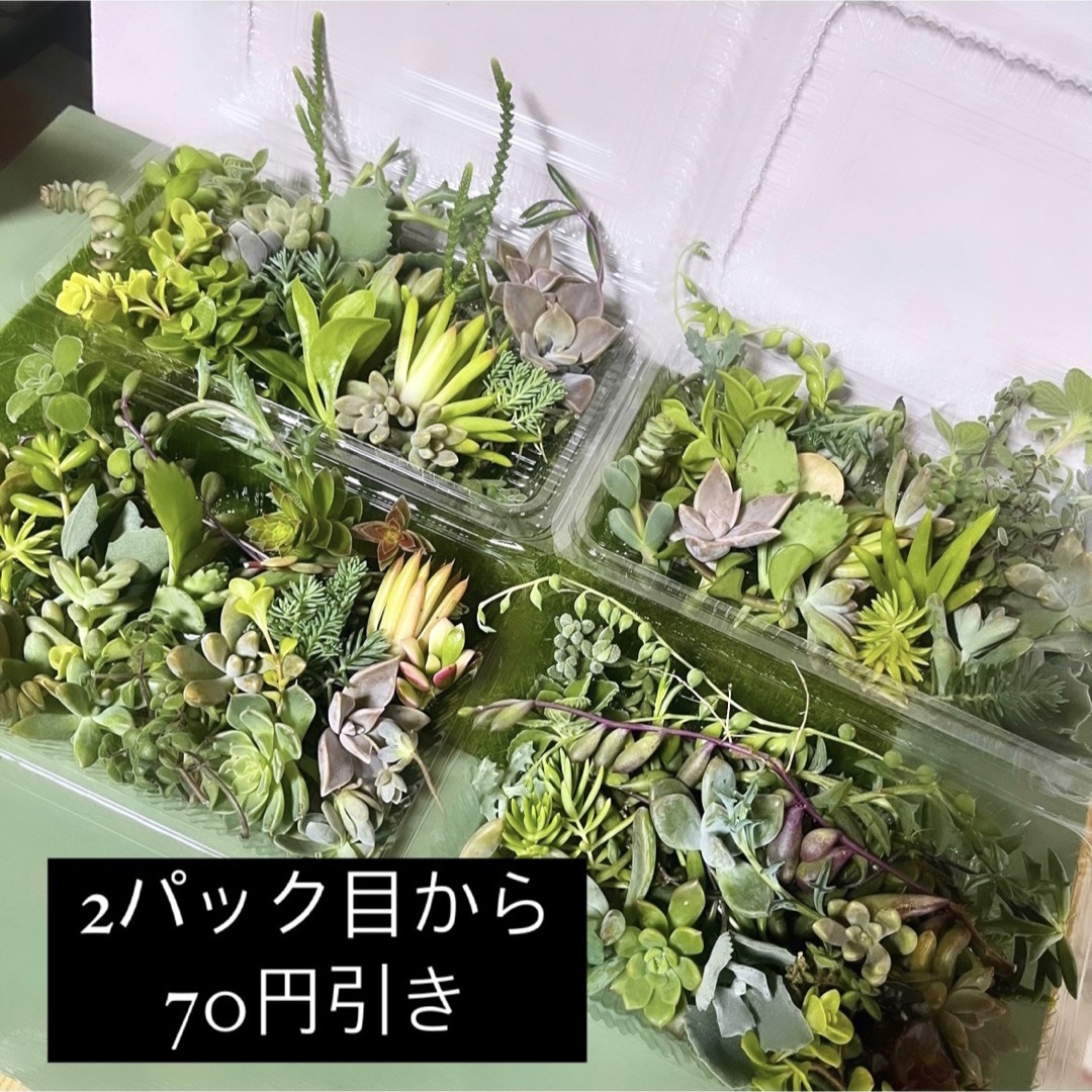 〜多肉植物カット苗〜詰め合わせ100gパック (フードパック発送!) ハンドメイドのフラワー/ガーデン(プランター)の商品写真