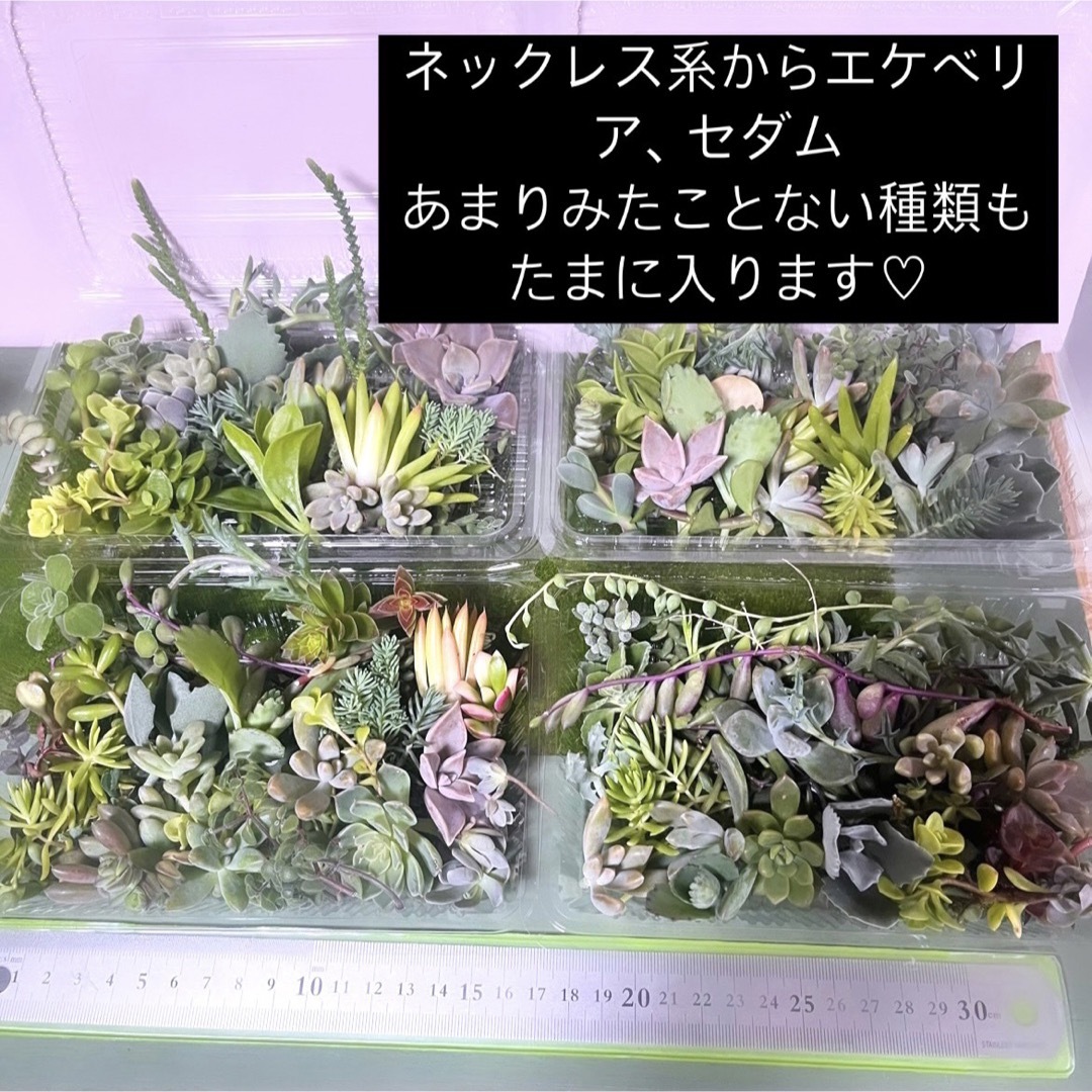 〜多肉植物カット苗〜詰め合わせ100gパック (フードパック発送!) ハンドメイドのフラワー/ガーデン(プランター)の商品写真