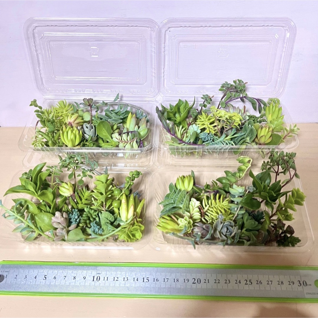 多肉植物カット苗詰め合わせ 50グラムパック(フードパック発送) ハンドメイドのフラワー/ガーデン(プランター)の商品写真