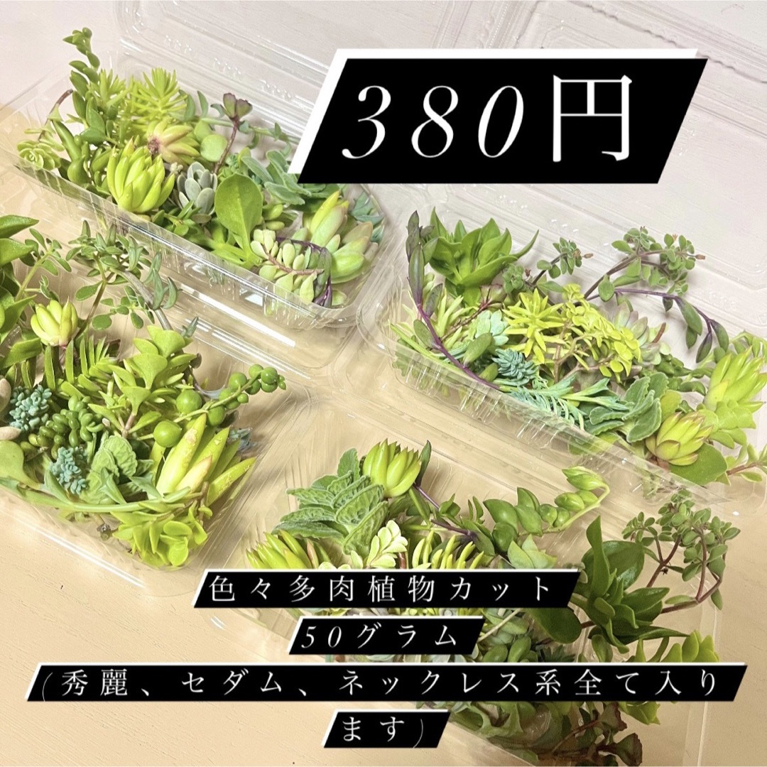 多肉植物カット苗詰め合わせ 50グラムパック(フードパック発送) ハンドメイドのフラワー/ガーデン(プランター)の商品写真