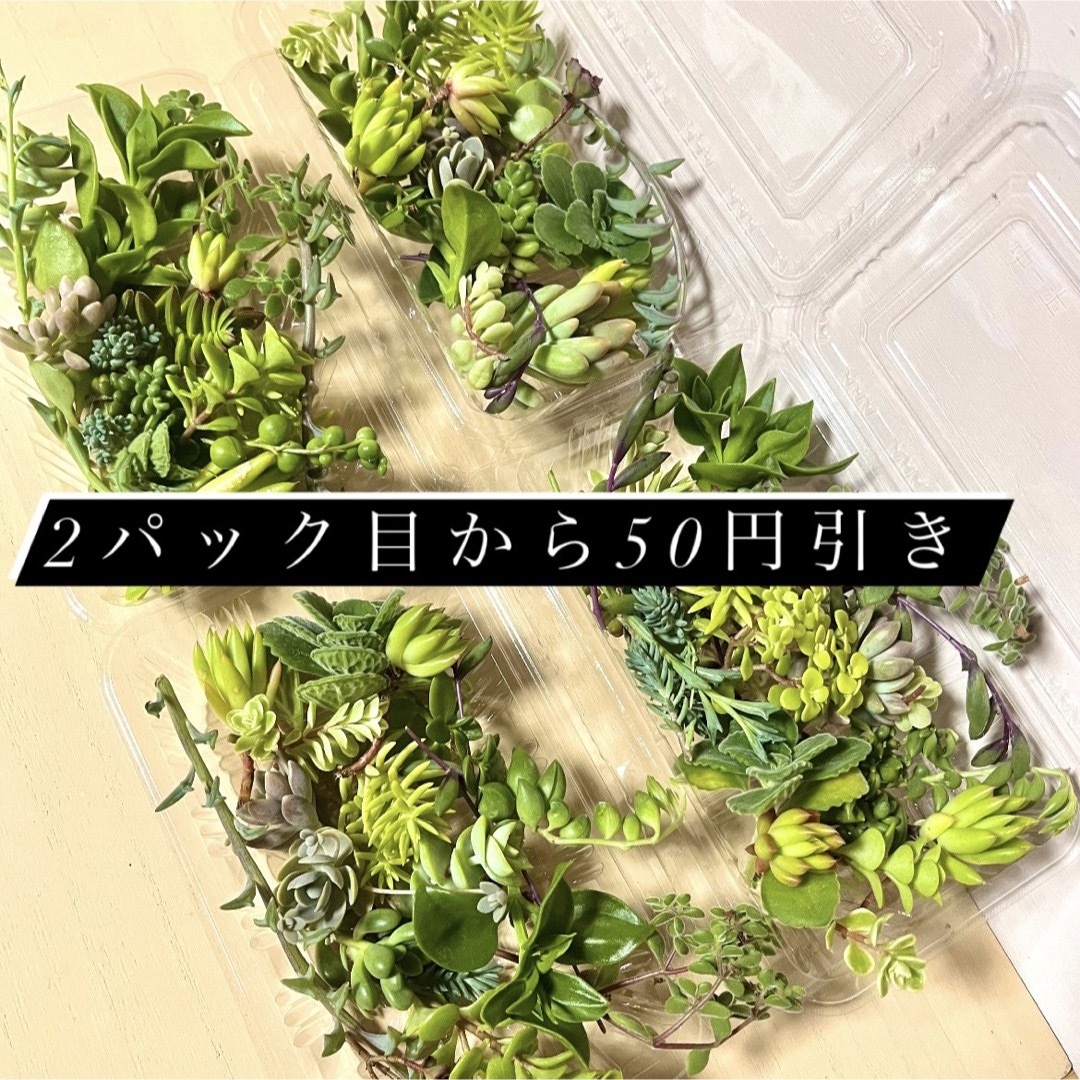 多肉植物カット苗詰め合わせ 50グラムパック(フードパック発送) ハンドメイドのフラワー/ガーデン(プランター)の商品写真