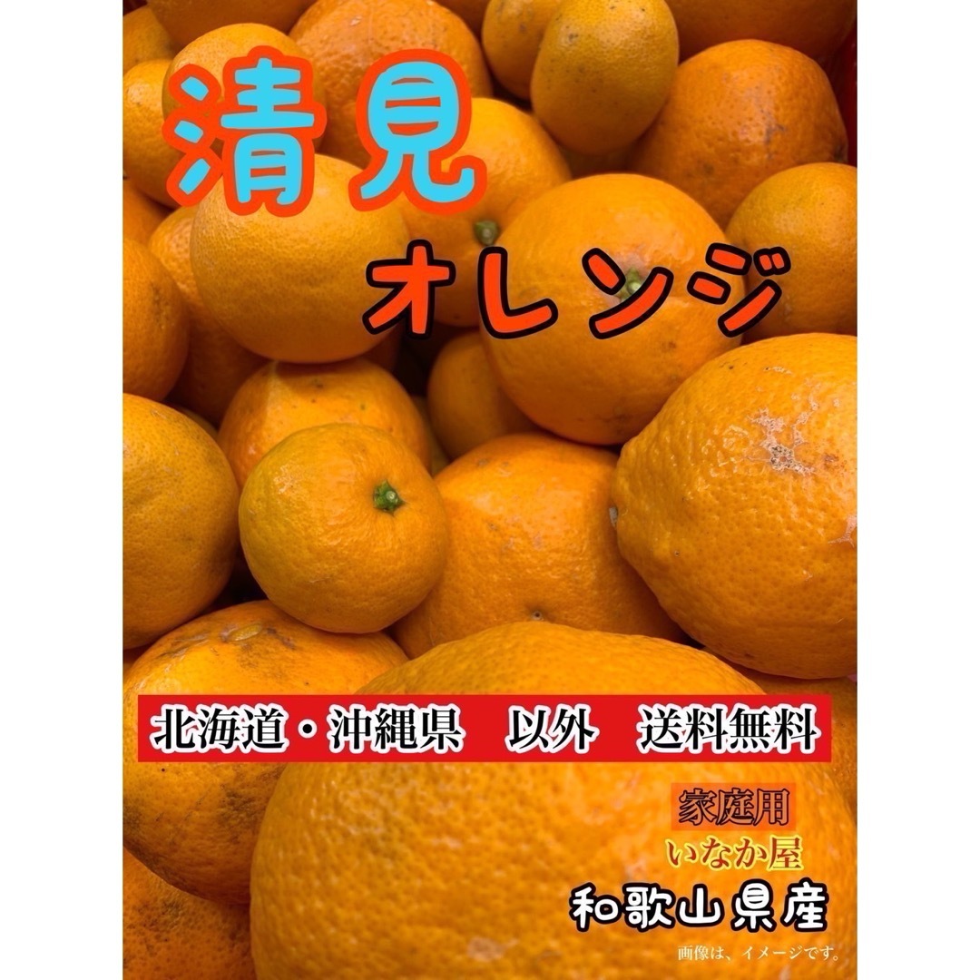 清見　オレンジ　家庭用　柑橘類　みかん　早い者勝ち　セール 食品/飲料/酒の食品(フルーツ)の商品写真