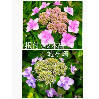 紫陽花城ヶ崎根付き2本（新芽2芽あり）＋ニゲラの種或はポリゴナムの種(その他)