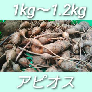 アピオス　1kg 以上　種芋　食用(野菜)