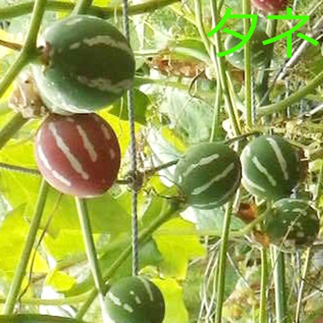 オキナワスズメウリのタネ　４０粒　♪植物の種子♪観賞用 ハンドメイドのフラワー/ガーデン(その他)の商品写真
