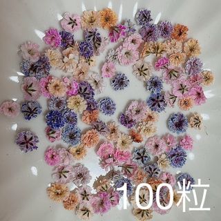 (02)かすみ草ドライフラワー100粒(ドライフラワー)