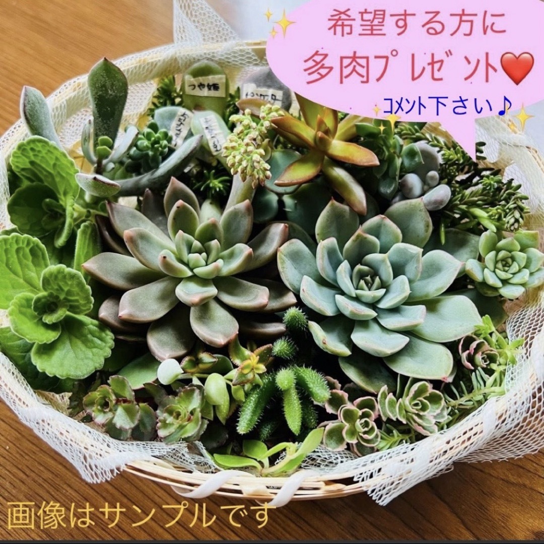 【レオ様専用】スリット鉢セット♪ ハンドメイドのフラワー/ガーデン(プランター)の商品写真