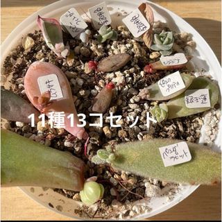 おまとめ中！多肉植物^o^ 限定1セット！葉挿し赤ちゃん11種13コセット(その他)