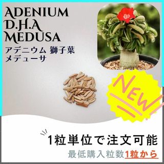 【種子】アデニウム 獅子葉 Medusa /セット割あり 数量1粒から購入OK(その他)