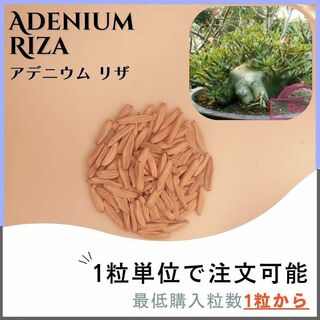 【種子】アデニウム リザ  / セット割あり 数量1粒から購入OK(その他)