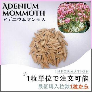 【種子】アデニウム マンモス / セット割あり 数量1粒から購入OK(その他)