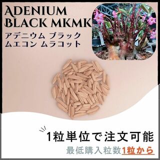 黒肌【種子】アデニウム ブラック ムエコンムラコット/セット割あり 数量1粒から(その他)