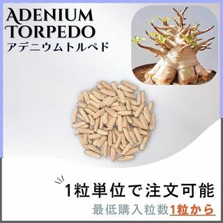 【種子】アデニウム トルペド / セット割あり 数量1粒から購入OK(その他)