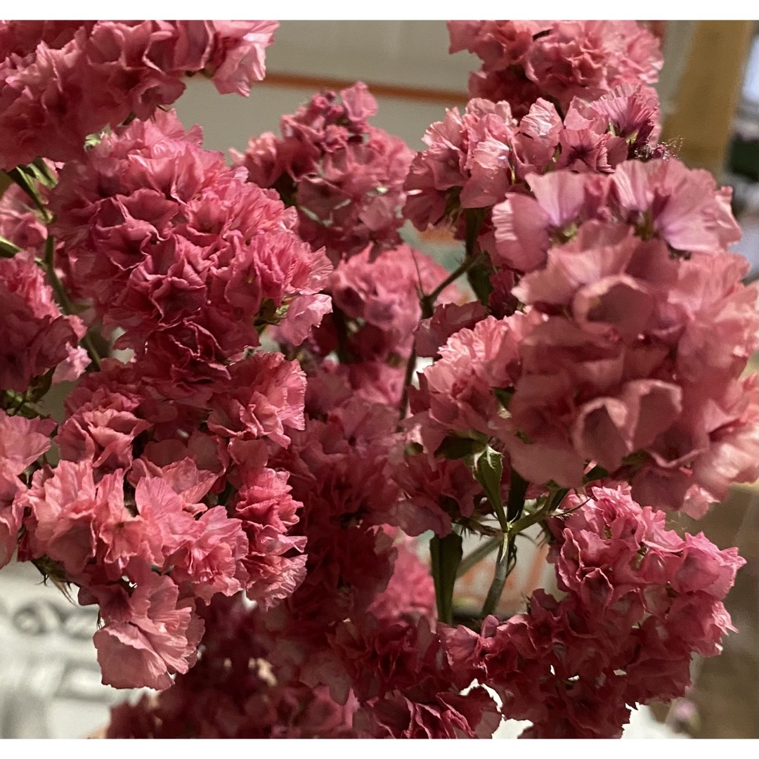 ドライフラワー 花材 スターチス レアカラー ヤマトノアカリ 20〜25cm ハンドメイドのフラワー/ガーデン(ドライフラワー)の商品写真
