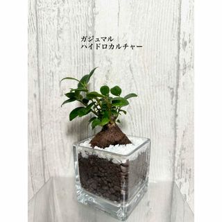 ガジュマル　ハイドロカルチャー　観葉植物(ドライフラワー)