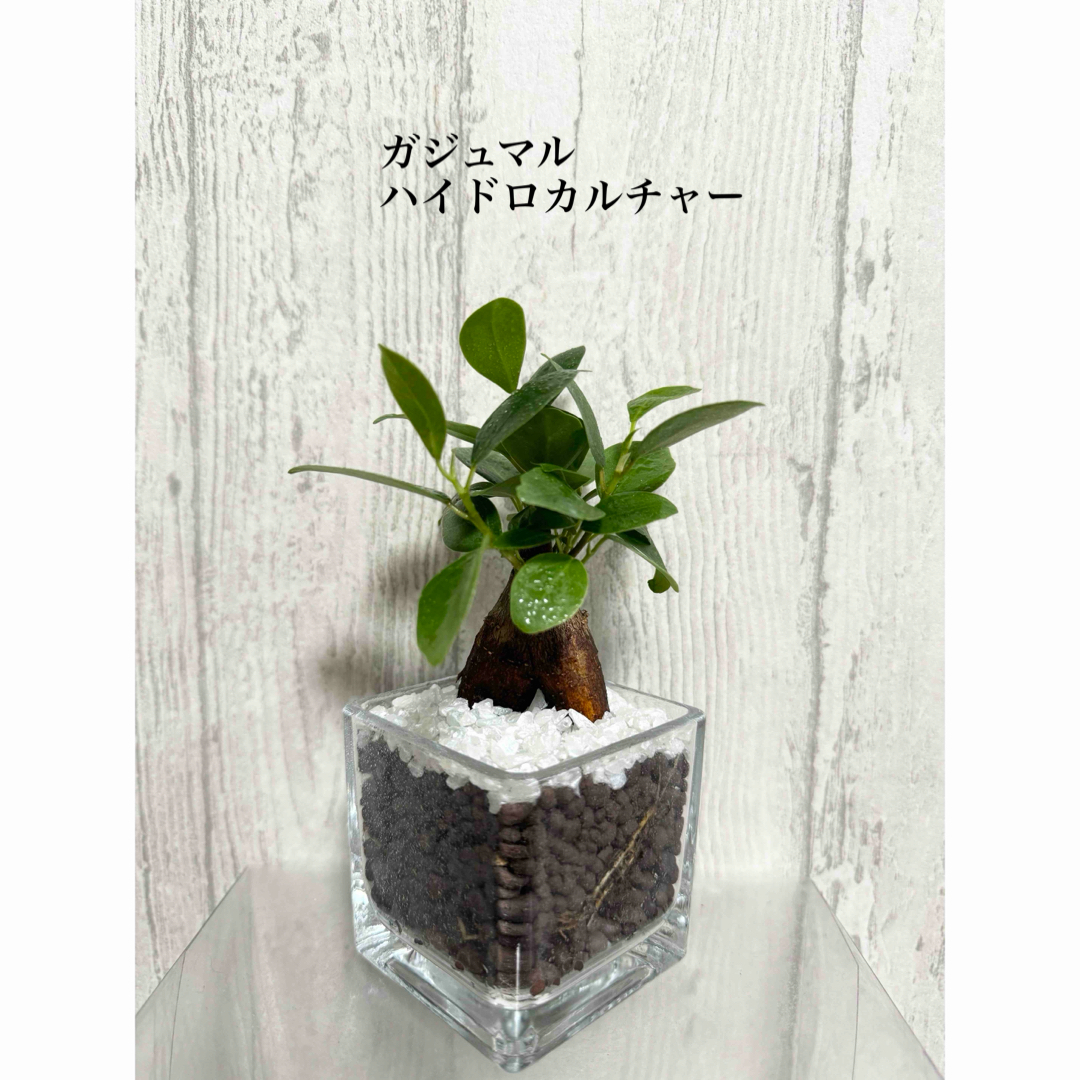 ガジュマル　ハイドロカルチャー　観葉植物 ハンドメイドのフラワー/ガーデン(ドライフラワー)の商品写真