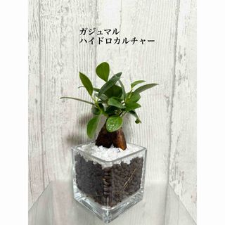 ガジュマル　ハイドロカルチャー　観葉植物(ドライフラワー)