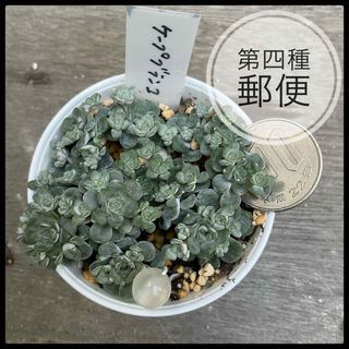 多肉植物　セダム　ケープブランコ　白雪ミセバヤ　抜き苗　根付き(その他)