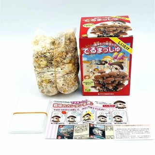 【おうちでキノコを育てよう】菌床キノコ栽培セット でるまっしゅ しいたけ 未使用(野菜)