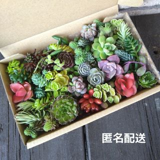 ★匿名配送★多肉植物カット苗セットD(その他)