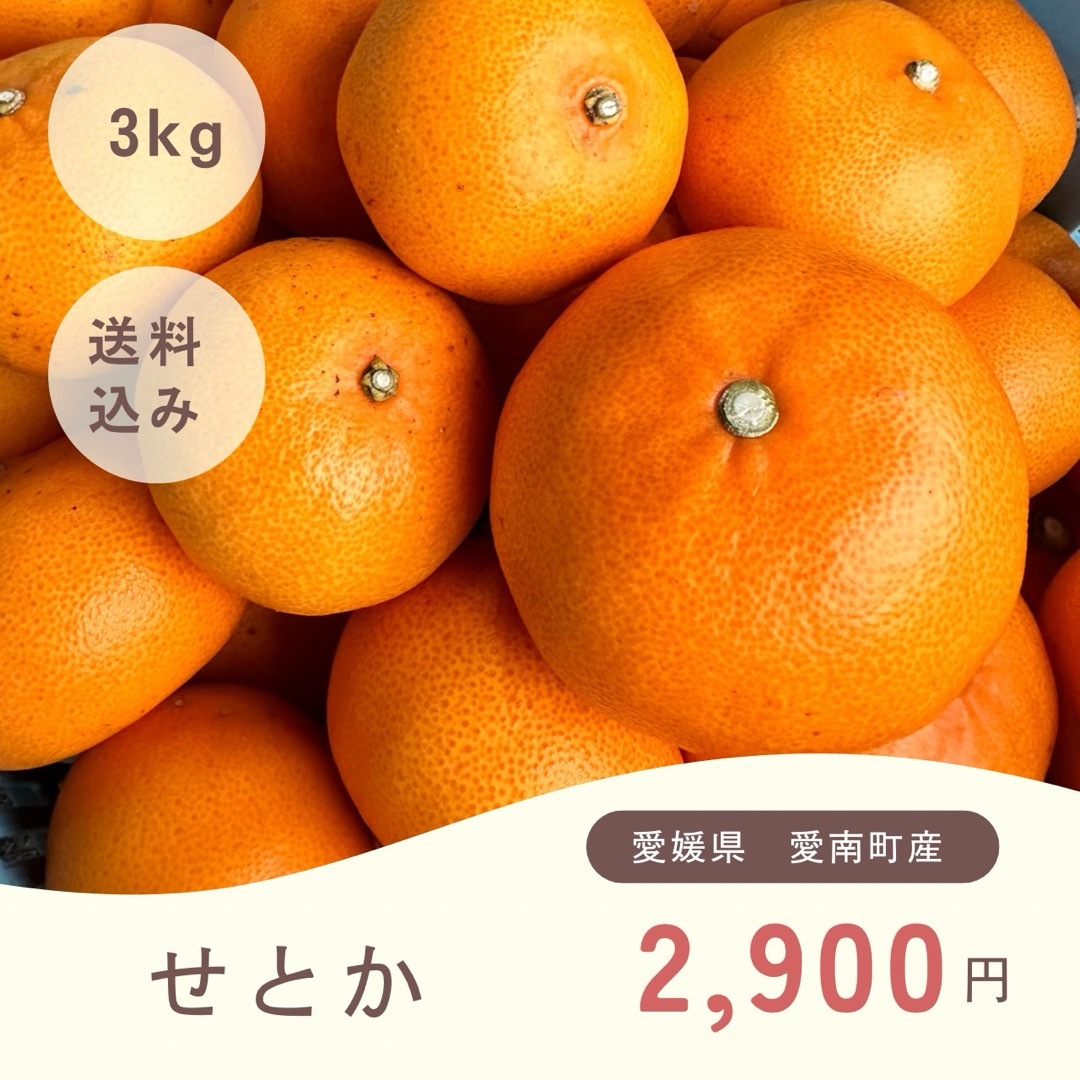 愛媛県産せとか3kg 食品/飲料/酒の食品(フルーツ)の商品写真