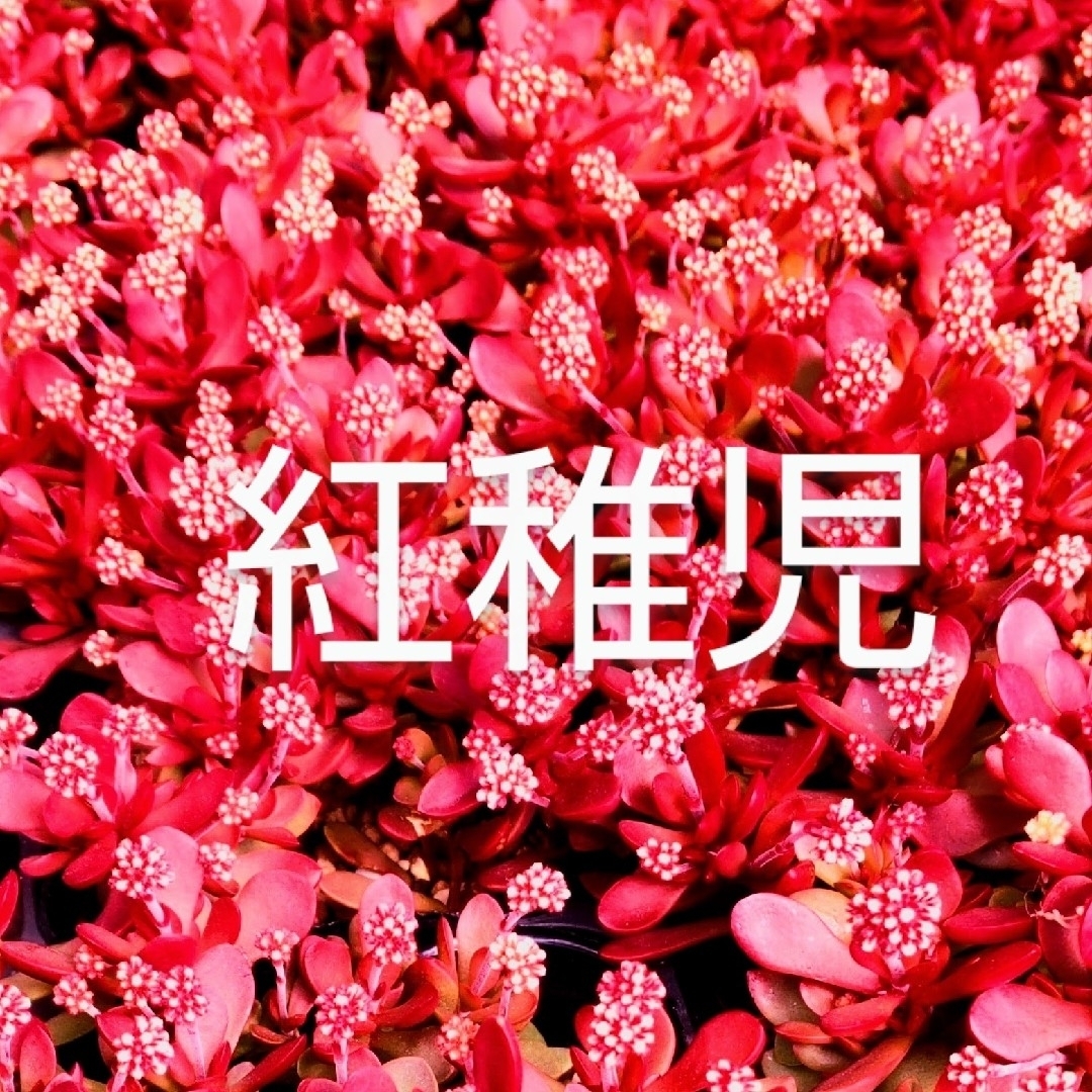 多肉植物  真っ赤な《 紅稚児》 抜き苗 ハンドメイドのフラワー/ガーデン(その他)の商品写真