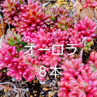 多肉植物  紅葉中の《 オーロラ 》カット苗(その他)