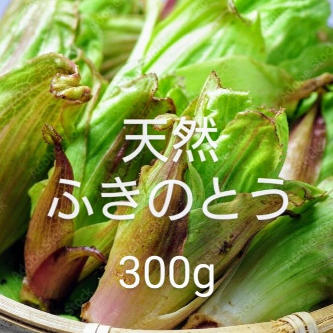 岩手県産　天然　ふきのとう　300g 食品/飲料/酒の食品(野菜)の商品写真