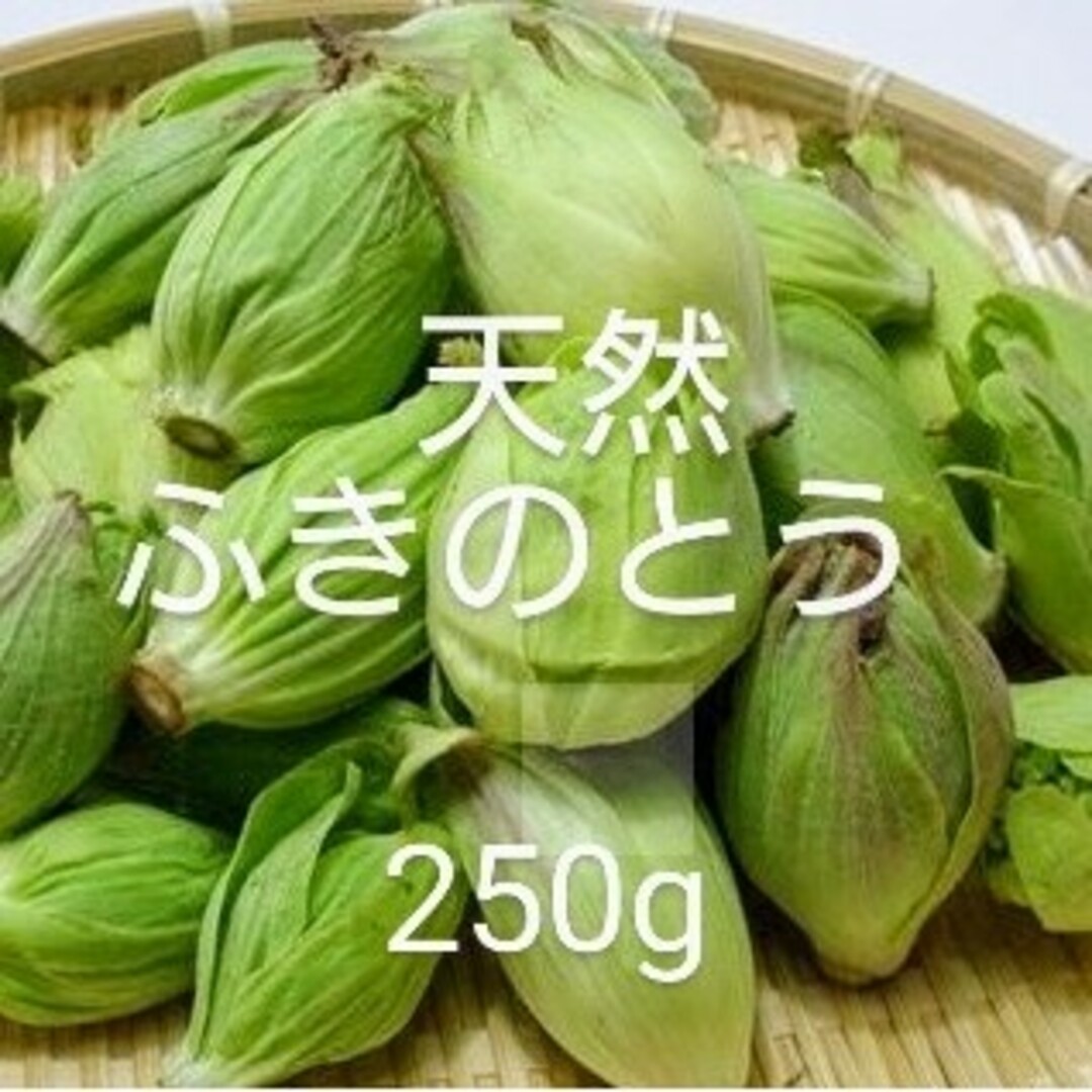 岩手県産　天然　ふきのとう　250g 食品/飲料/酒の食品(野菜)の商品写真