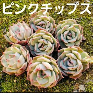 ピンクチップス♡カット苗 多肉植物 1つ(その他)