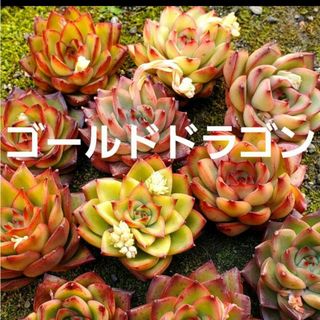 ゴールドドラゴン♡カット苗 1つ 多肉植物(その他)