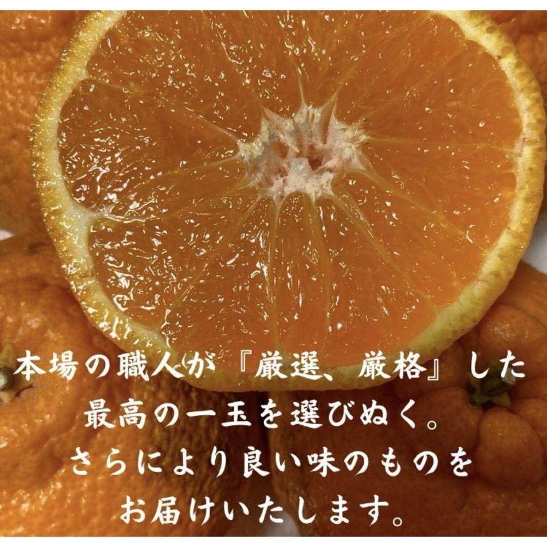 デコポン　発祥の地！　熊本本場の不知火町 『ぶちゃポン』１０Kg みかん　大容量 食品/飲料/酒の食品(フルーツ)の商品写真