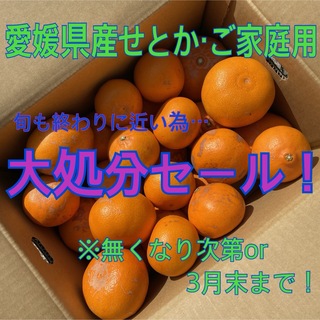 愛媛県産せとか　傷モノ　5kg(フルーツ)