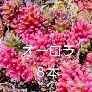 多肉植物  紅葉中の《 オーロラ 》カット苗(その他)