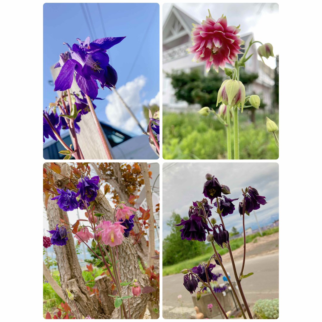 西洋オダマキ 美女なでしこ 花の種 ハンドメイドのフラワー/ガーデン(その他)の商品写真