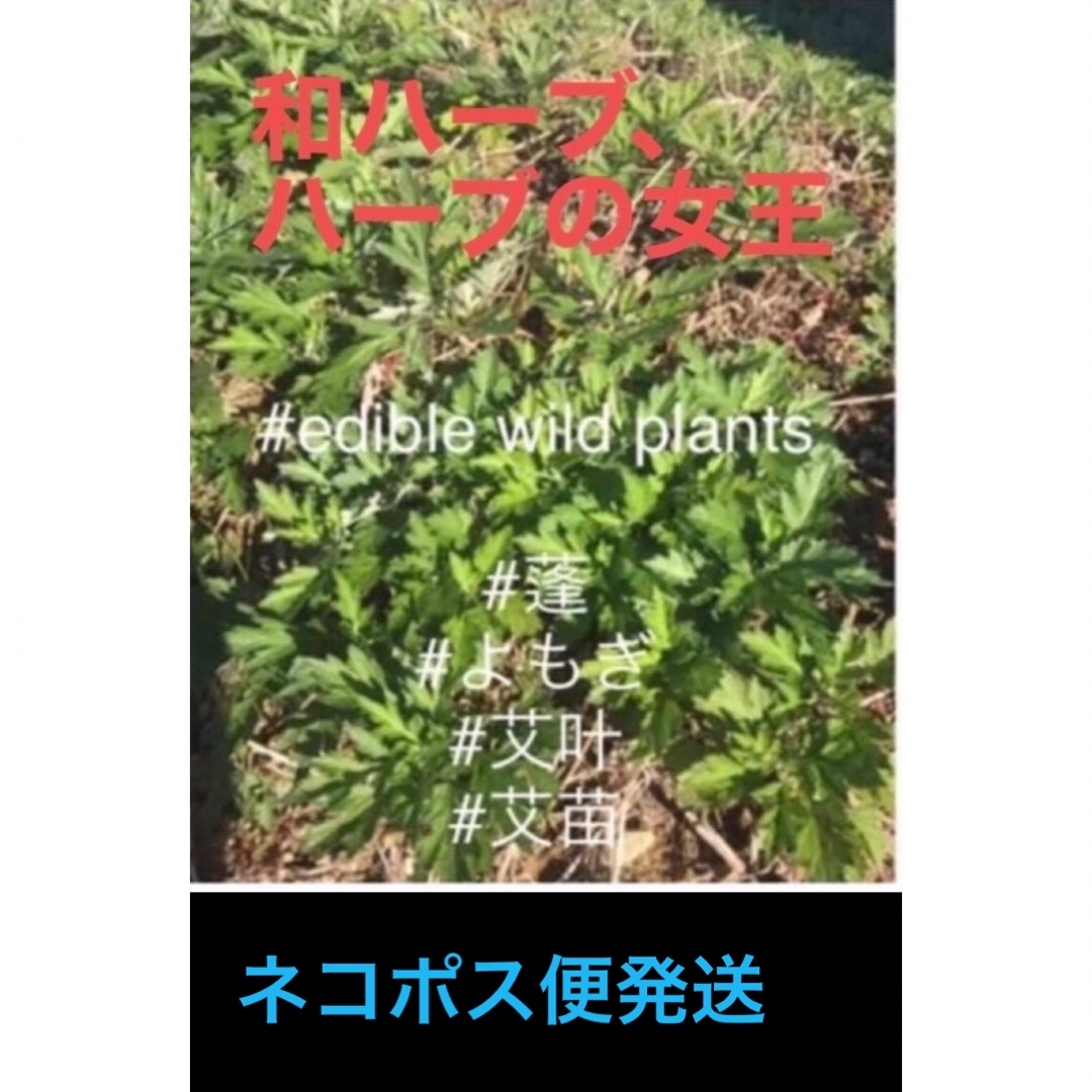 自然療法、ハーブの女王、岐阜産  畑の横、自生よもぎ、蓬苗  20株、ネコポス便 食品/飲料/酒の食品(野菜)の商品写真