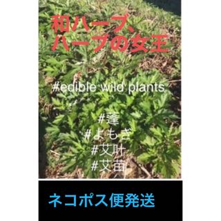 自然療法、ハーブの女王、岐阜産  畑の横、自生よもぎ、蓬苗  20株、ネコポス便(野菜)