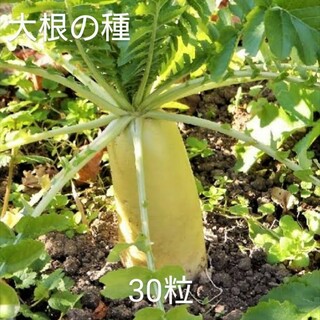 【自然栽培】青首総太り大根の種30粒(野菜)