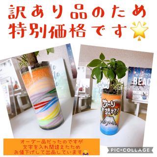 カラーサンドアート　パキラ　エアプランツ　観葉植物(花瓶)