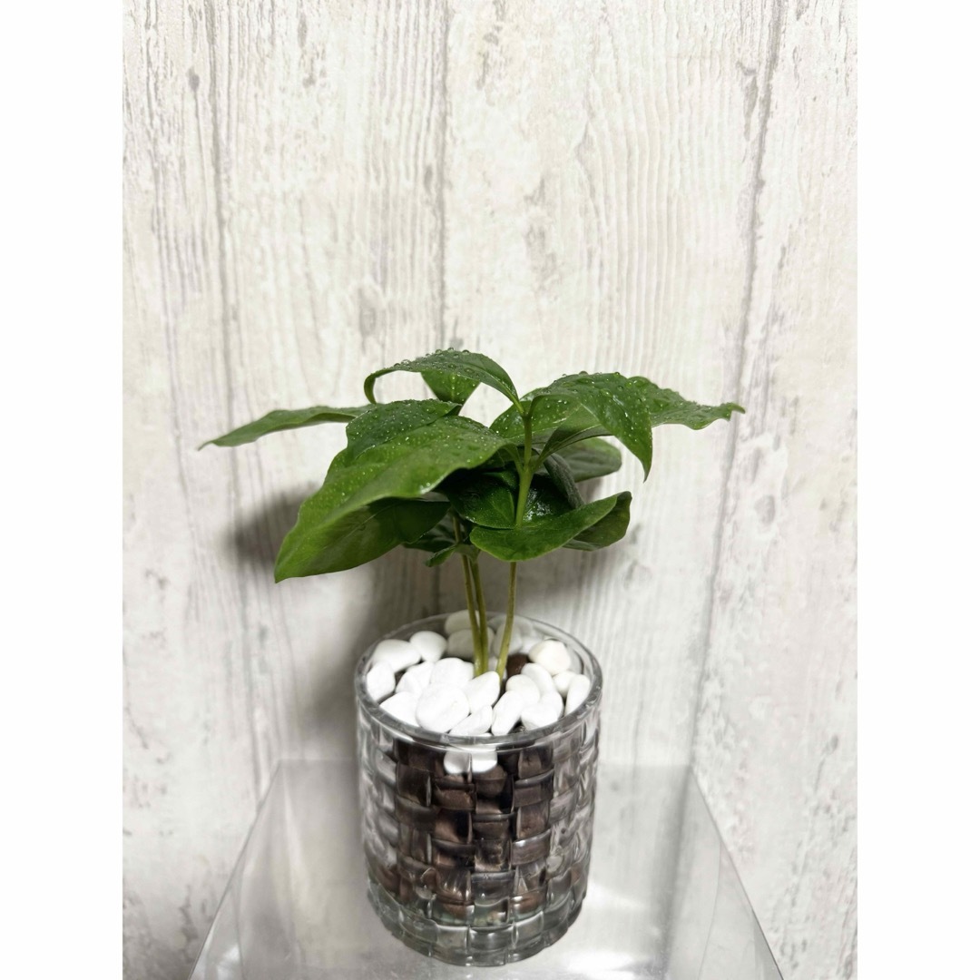 コーヒーの木　ハイドロカルチャー　観葉植物 ハンドメイドのフラワー/ガーデン(ドライフラワー)の商品写真