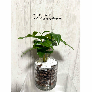 コーヒーの木　ハイドロカルチャー　観葉植物(ドライフラワー)