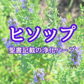 【ハーブの種】ヒソップ☆ヤナギハッカ 種子 約50粒！(プランター)