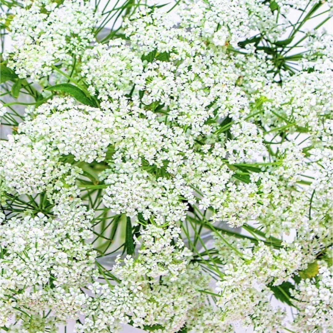 【ハーブの種】アンジェリカ☆セイヨウトウキ 花の種子 約20粒！宿根草 切花 ハンドメイドのフラワー/ガーデン(プランター)の商品写真