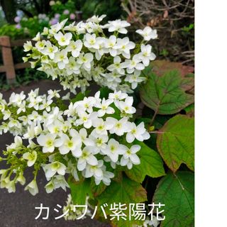 柏葉紫陽花八重‥なおちゃん様専用＋ニゲラの種orポリナゴム(その他)