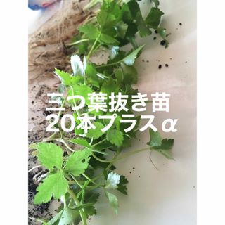 無農薬　三つ葉　抜き苗　お花の種か花苗おまけ付き　(プランター)