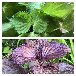 青紫蘇　赤紫蘇　種(野菜)