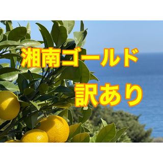 湘南ゴールド　訳あり　箱込み3kg   大小混合　無農薬　小田原・江の浦産(フルーツ)