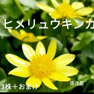 ヒメリュウキンカ　スプリングエフェメラル　山野草　抜き苗(プランター)